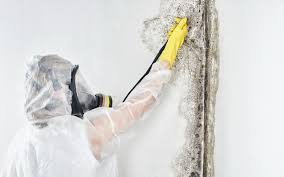 Why You Should Choose Our Mold Remediation Services in Olney, IL